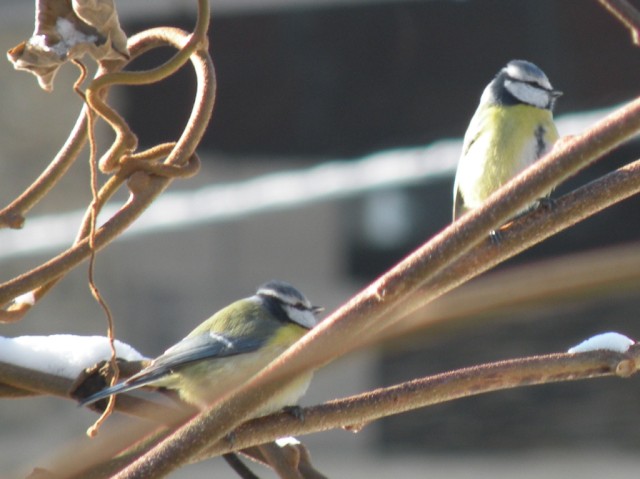 dalla finestra di casa...